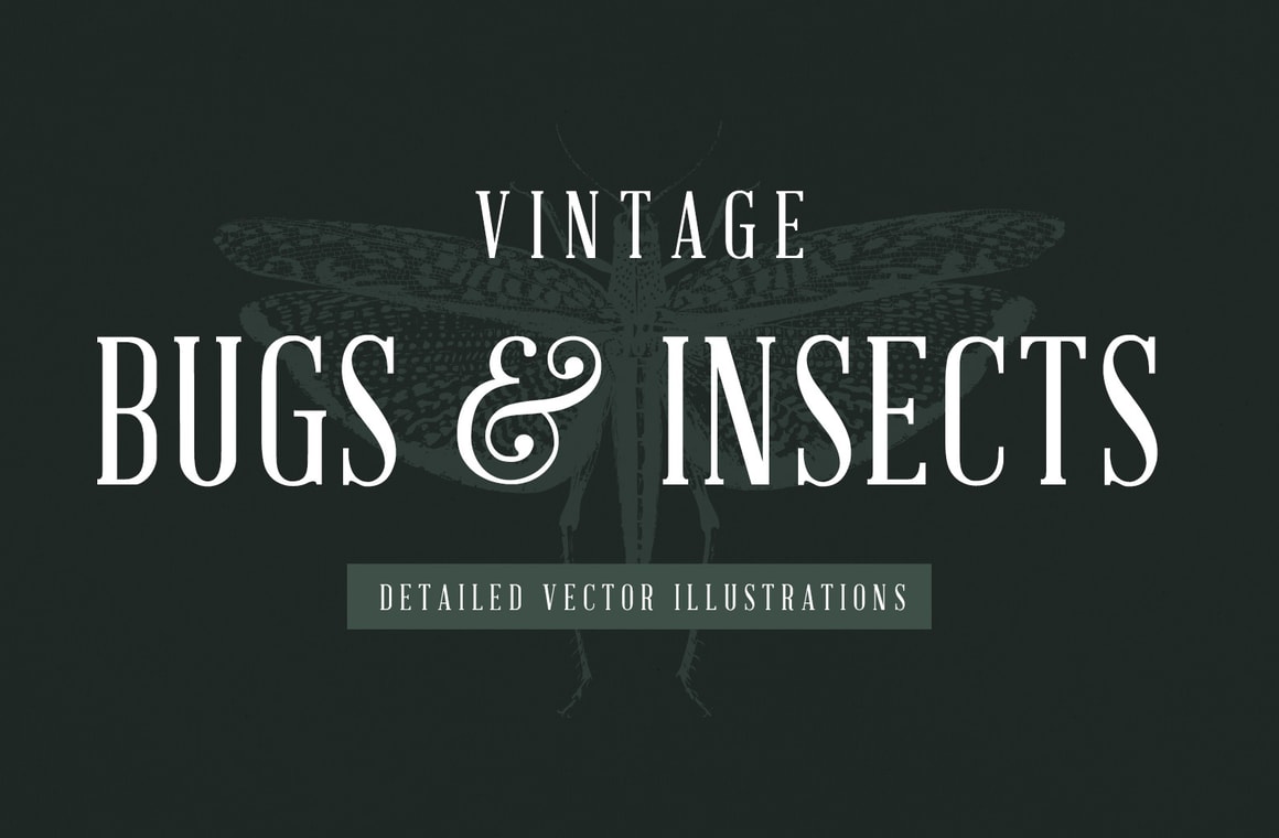 Vintage Insect Vector Illustrations