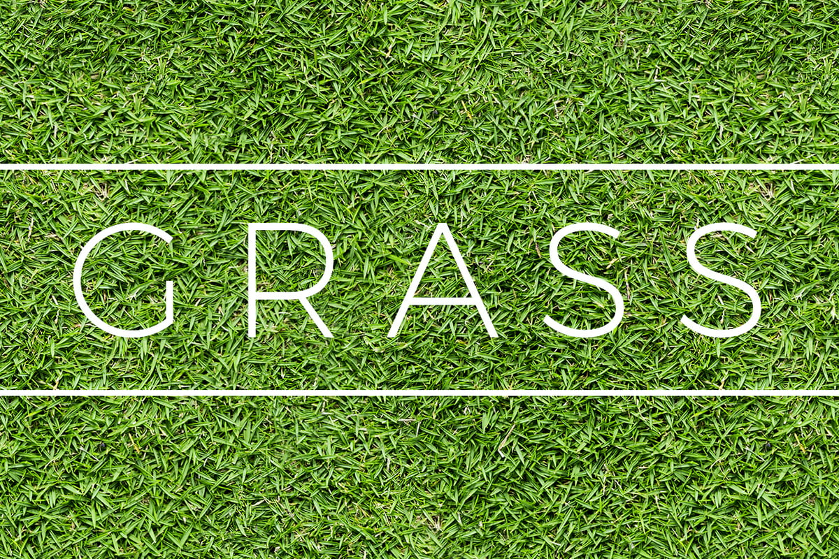 19 Seamless Grass Textures for Green Lawns and Pastures (Updated 2023 ...