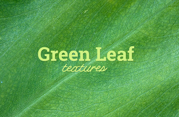 Green Leaf Texture Set