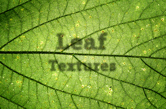 Leaf Textures Vol. 1
