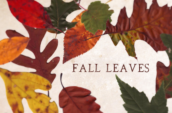 Fall Leaves Texture Pack