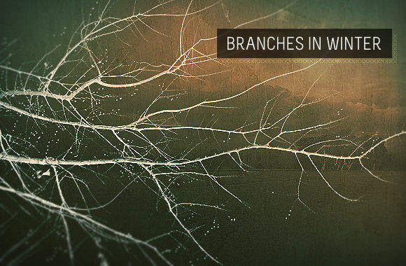 Branches in Winter