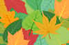 Colorful Vector Leaves