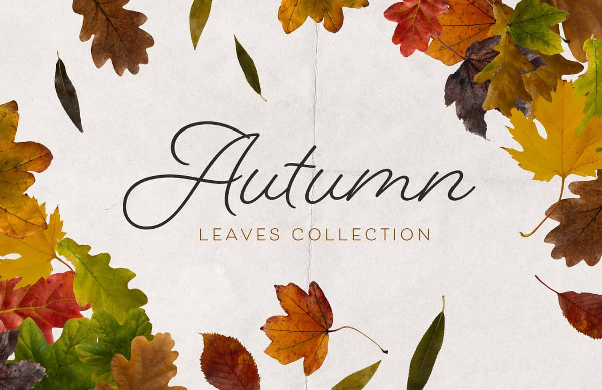 Isolated Autumn Leaves Collection Preview 1
