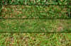 Eco-Friendly Green Grass Textures